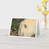 Glaucopsyche melanops, Blauwe vlinder met zwarte o Kaart (Gele Bloem)