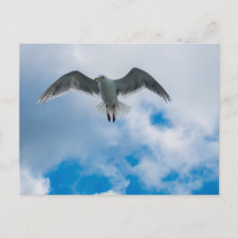 Glaucoskleurige meeuw briefkaart