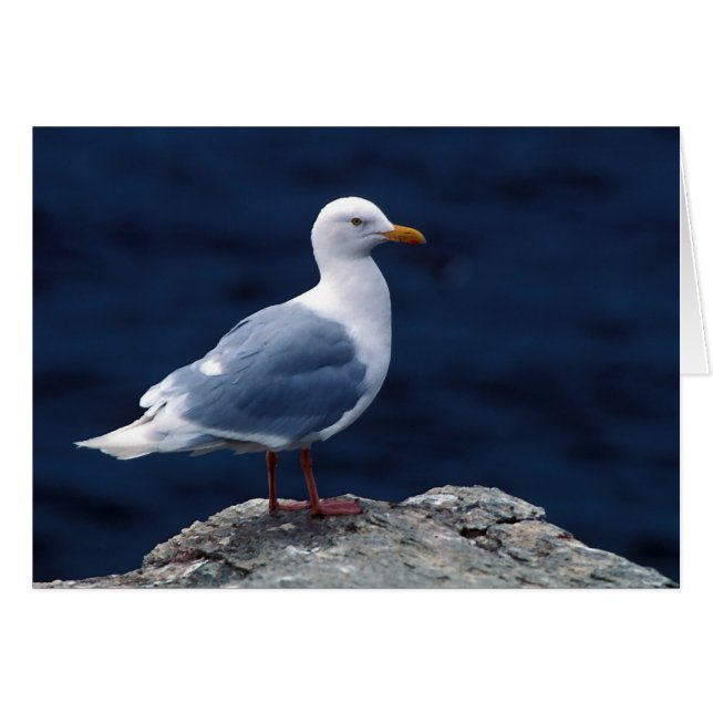Glaucous Gull (Voorkant Horizontaal)