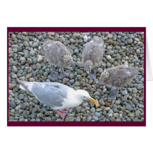 Glaucous-winged Gulls Card