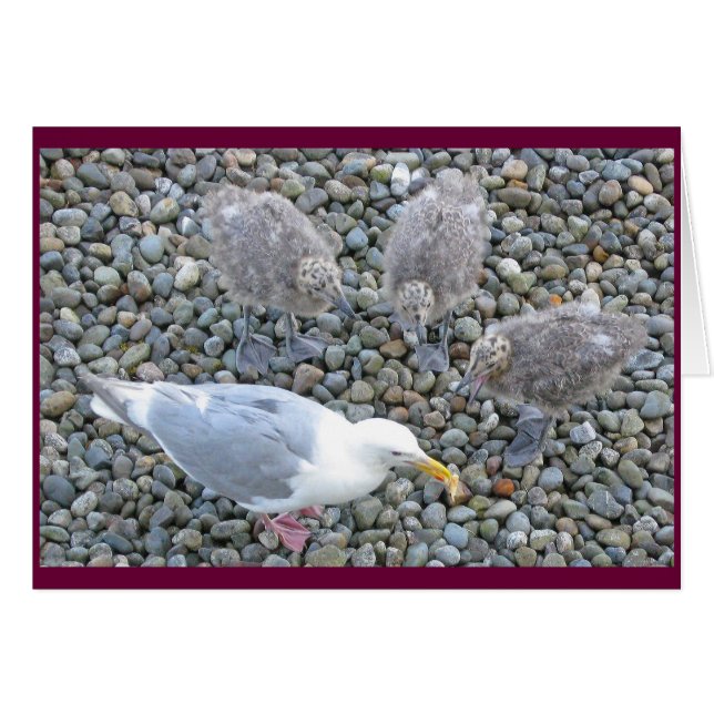 Glaucous-winged Gulls Card (Voorkant Horizontaal)