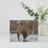 Glazed Camel Art Briefkaart (Staand voorkant)