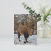 Glazed Camel Art Briefkaart (Staand voorkant)