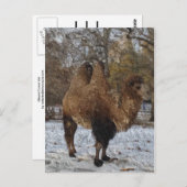 Glazed Camel Art Briefkaart (Voorkant / Achterkant)