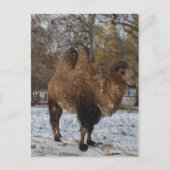 Glazed Camel Art Briefkaart (Voorkant)