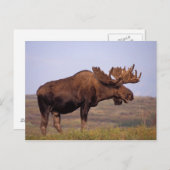 Glazen, Alces alces, stier met grote geweien in Briefkaart (Voorkant / Achterkant)