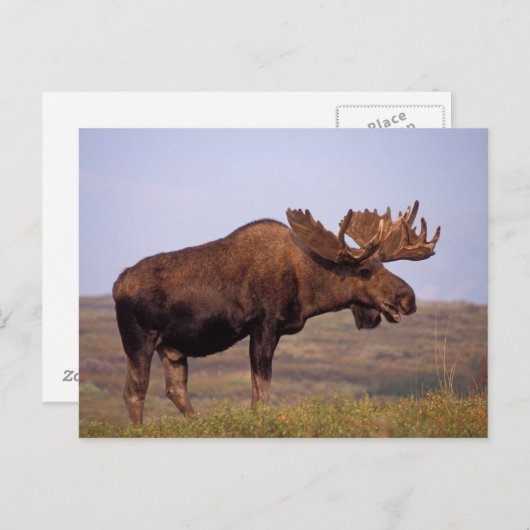 Glazen, Alces alces, stier met grote geweien in Briefkaart (Voorkant / Achterkant)