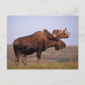 Glazen, Alces alces, stier met grote geweien in Briefkaart (Voorkant)