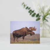 Glazen, Alces alces, stier met grote geweien in Briefkaart (Staand voorkant)