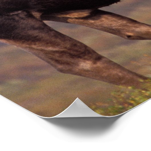 Glazen, Alces alces, stier met grote geweien in Poster (Hoek)