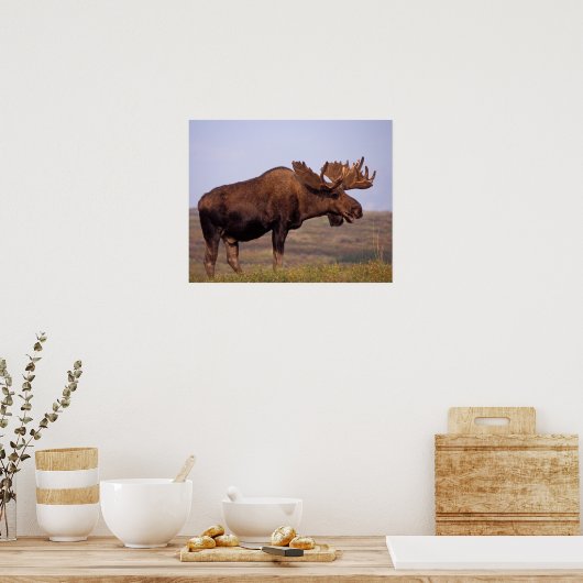 Glazen, Alces alces, stier met grote geweien in Poster (Keuken)