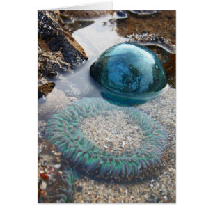 Glazen float en anemon