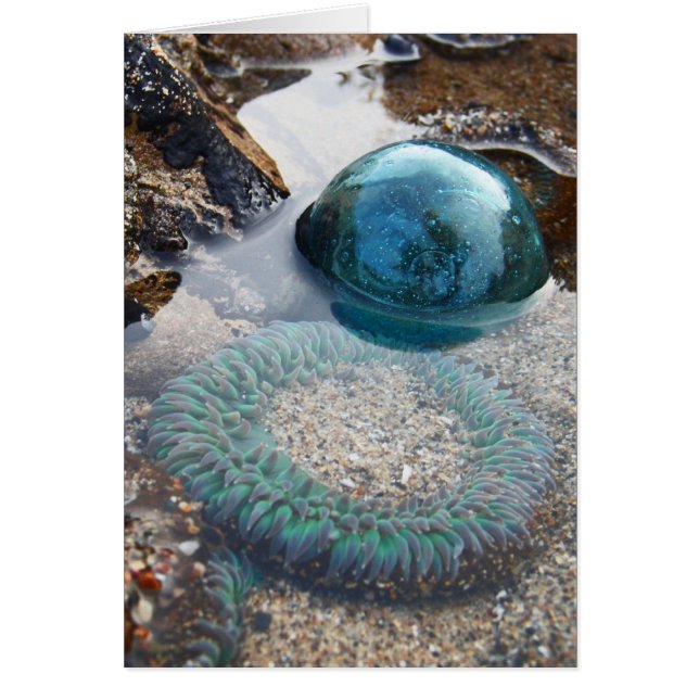 Glazen float en anemon (Voorkant)