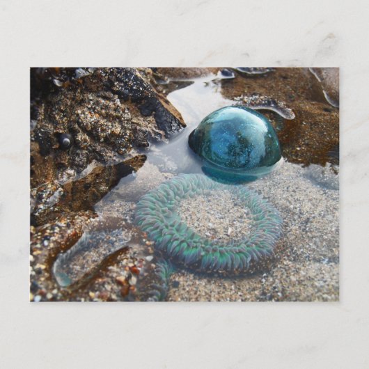 Glazen float en anemon briefkaart (Voorkant)