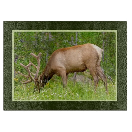 Glazen keuken snijplank - Yellowstone Elk (Voorkant)