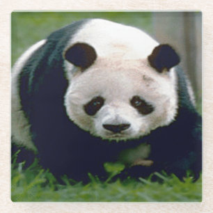 Glazen Onderzetter/Beer Panda Onderzetter