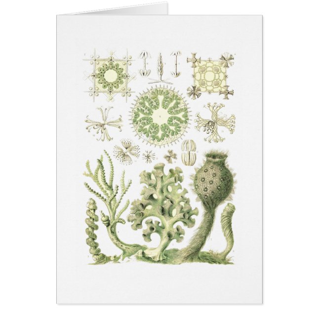 Glazen sponzen (Voorkant)