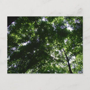 Glen Helen Maple Briefkaart