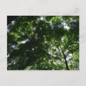 Glen Helen Maple Briefkaart (Voorkant)