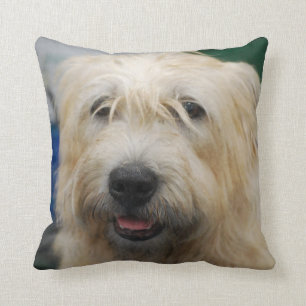 glen-of-imaal-terrier-7.jpg kussen