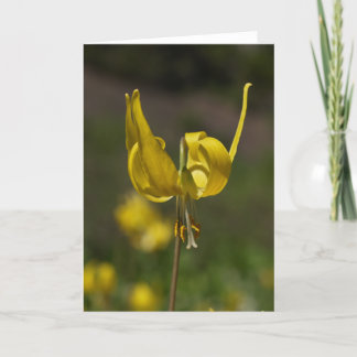 Gletsjer Lilly 09 Kaart