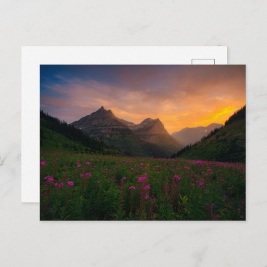 Gletsjer Wildflowers Briefkaart (Voorkant / Achterkant)