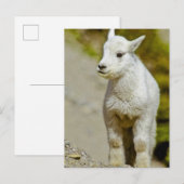 Gletsjernationaal Park, Montana, VS, Berg Briefkaart (Voorkant / Achterkant)