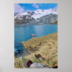 Gletsjers en zeiljacht op de achtergrond poster