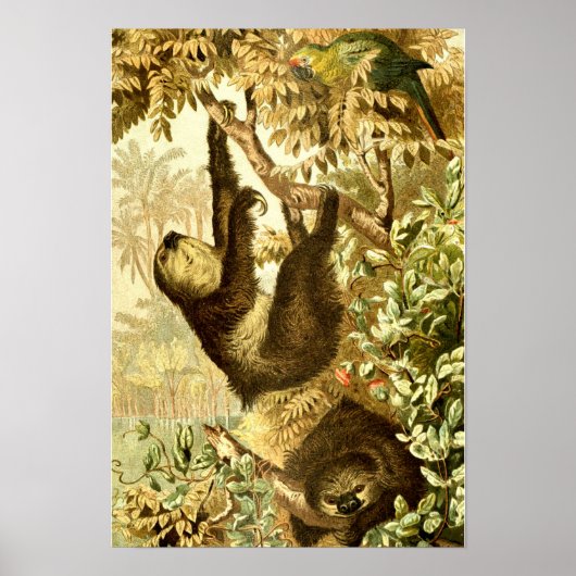  gleuzen en papegaai in Oerwoud Poster (Voorkant)