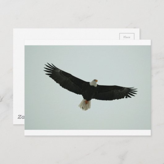 Glijpslang Briefkaart (Voorkant / Achterkant)