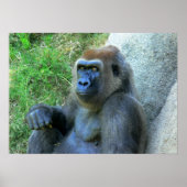 glimlach Ape Poster (Voorkant)