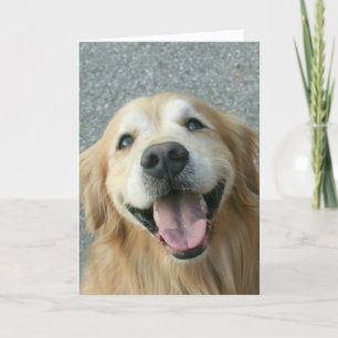 Glimlach Golden Retriever Bedankt