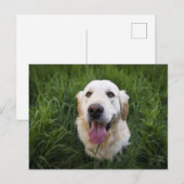 Glimlach Golden Retriever Briefkaart (Voorkant / Achterkant)