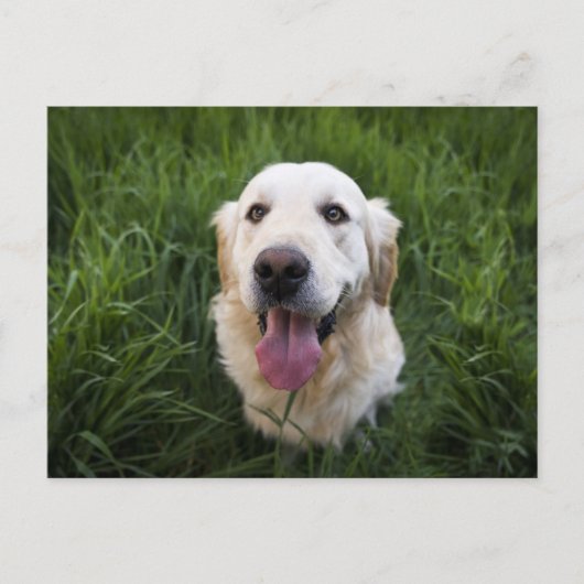 Glimlach Golden Retriever Briefkaart (Voorkant)