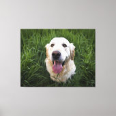 Glimlach Golden Retriever Canvas Afdruk (Voorkant)