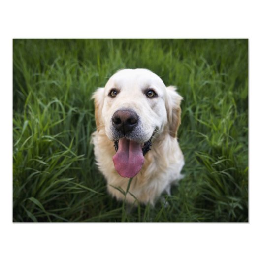 Glimlach Golden Retriever Foto Afdruk (Voorkant)