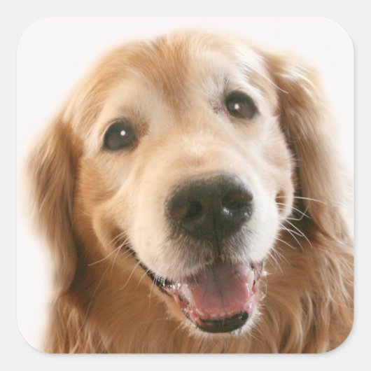 Glimlach Golden Retriever Vierkante Sticker (Voorkant)