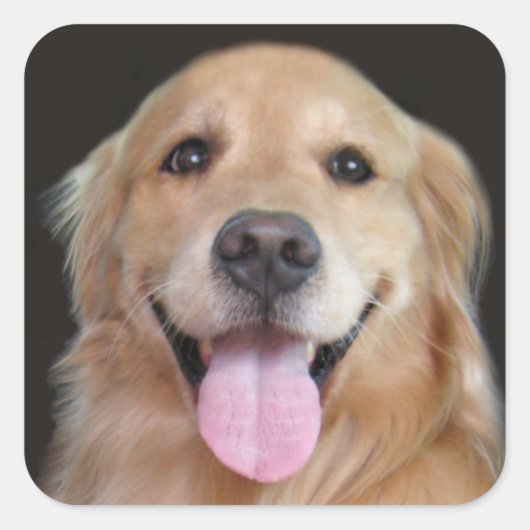 Glimlach Golden Retriever Vierkante Sticker (Voorkant)