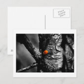 glimlach op een ladybug briefkaart (Voorkant / Achterkant)