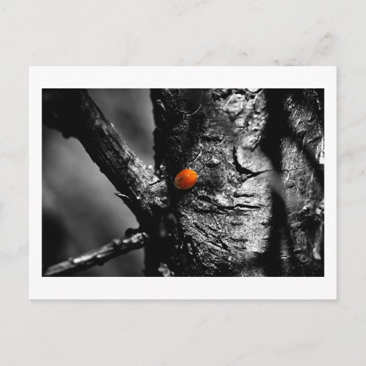 glimlach op een ladybug briefkaart (Voorkant)
