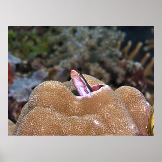 glimlachen Blenny Poster (Voorkant)