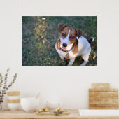 glimlachen Jack Russell Terrier Poster (Keuken)