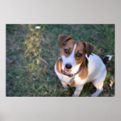 glimlachen Jack Russell Terrier Poster (Voorkant)