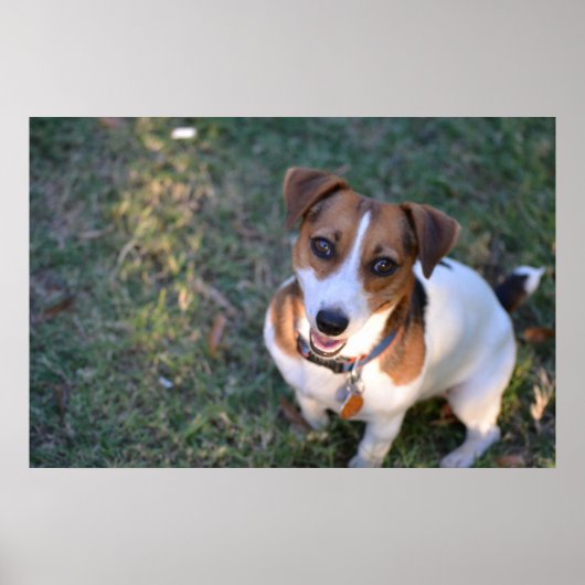 glimlachen Jack Russell Terrier Poster (Voorkant)