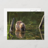 glimlachen van bever briefkaart (Voorkant / Achterkant)