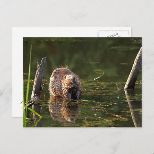 glimlachen van bever briefkaart (Voorkant / Achterkant)