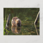 glimlachen van bever briefkaart (Voorkant)