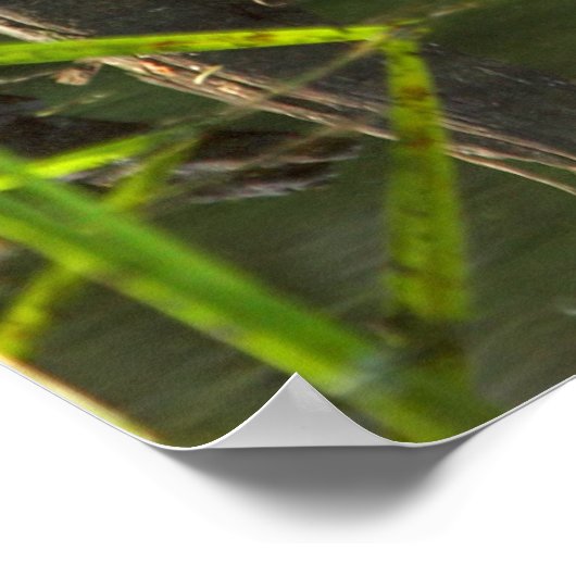 glimlachen van bever poster (Hoek)