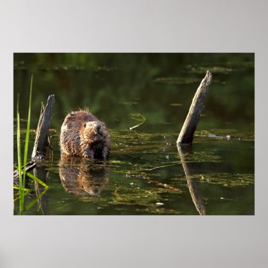 glimlachen van bever poster (Voorkant)