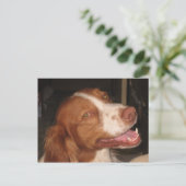 glimlachen van Brittany Spaniel Briefkaart (Staand voorkant)